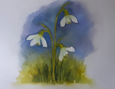 Chrissy F. Snowdrops 1, watercolour.1.21.jpg